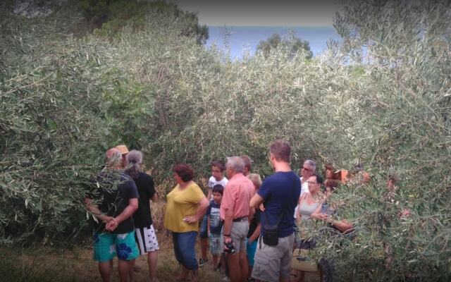 Domaine Oléicole du Mas Boutet - B&B