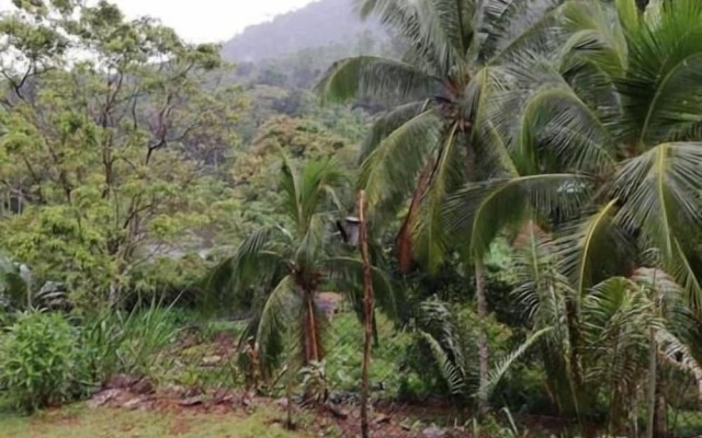 360 Rainforest