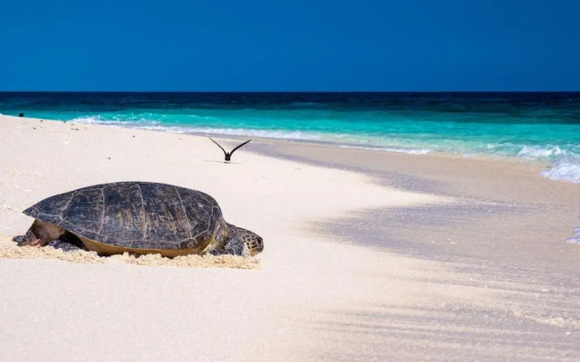 Wilson Island