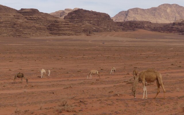 Wadi Rum Desert Tours Camp