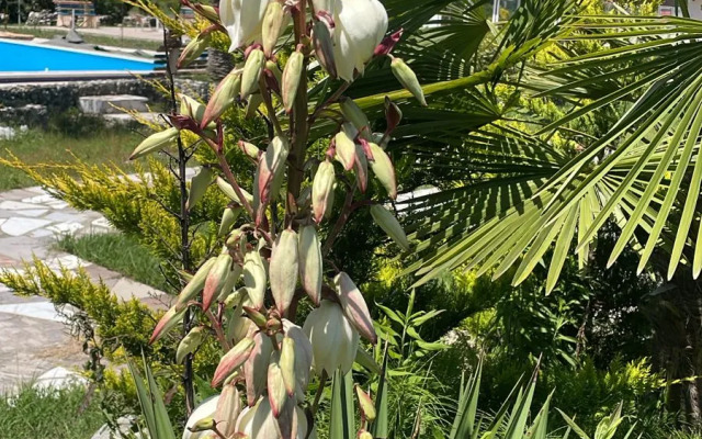 Звандрипш Эко Village