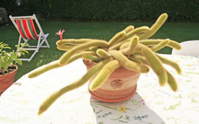 Carla Forte dei Marmi