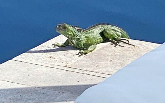 Tarpon Harbor Vacation Rentals