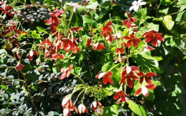 Surprised Homestay Butterworth