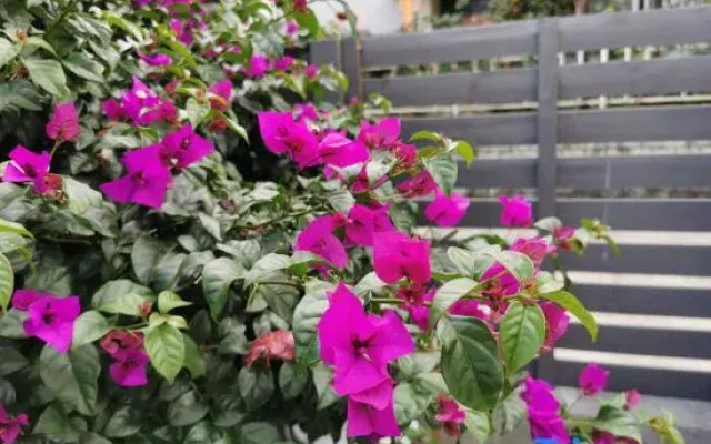 Tomato tree Youth Hostel