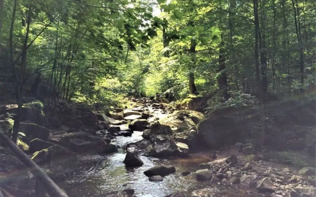 To Salamander No. 15a