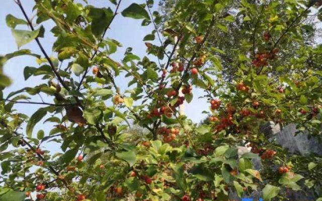 Xibaipo Xiaohang Homestay