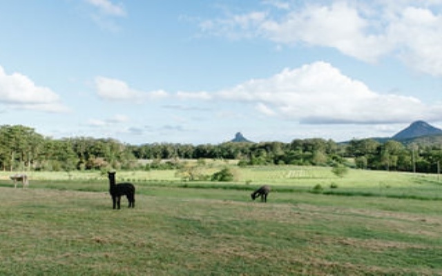 Blackwattle Farm B&B