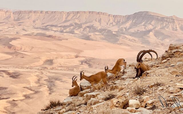 Roxon Desert Arad