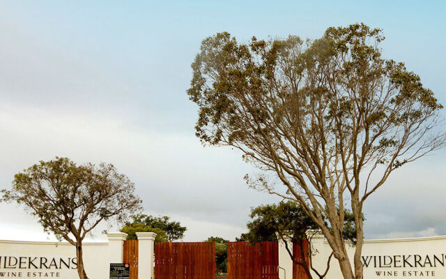 Endless Vineyards at Wildekrans Wine Estate