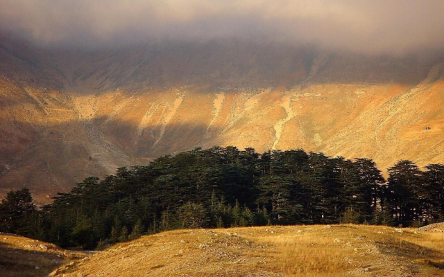 La Maison des Cèdres