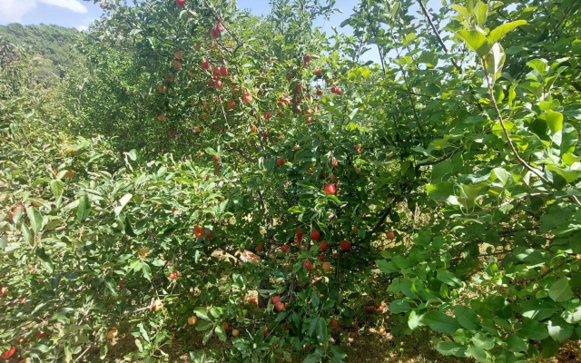 Puente Canto de Gredos
