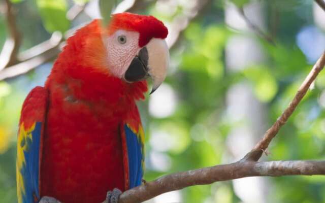 Jungle Lodge at Wild Sun Rescue