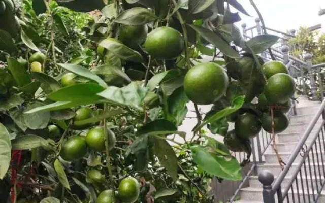 Xingxingyu Qixi Flower Garden