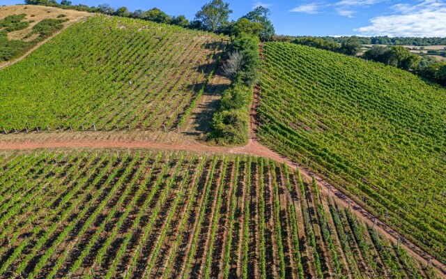 Old Walls Vineyard