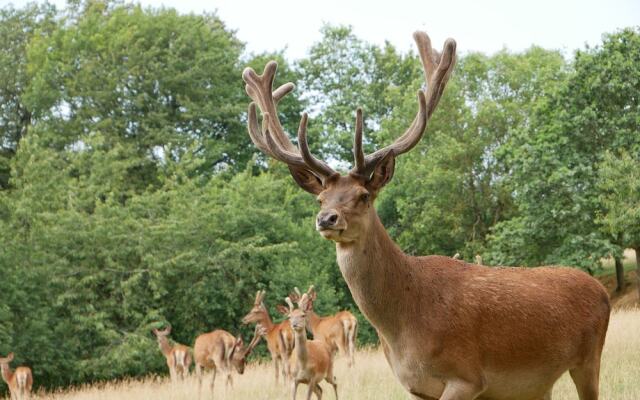 Au Domaine du Cerf