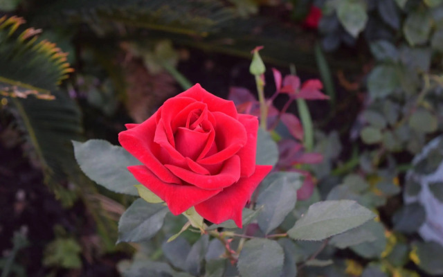 Rose Garden Inn