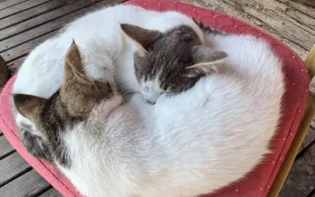 Hemu Nianshan Homestay