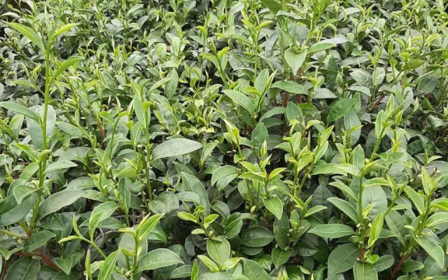 Dong Li Tea Homestay