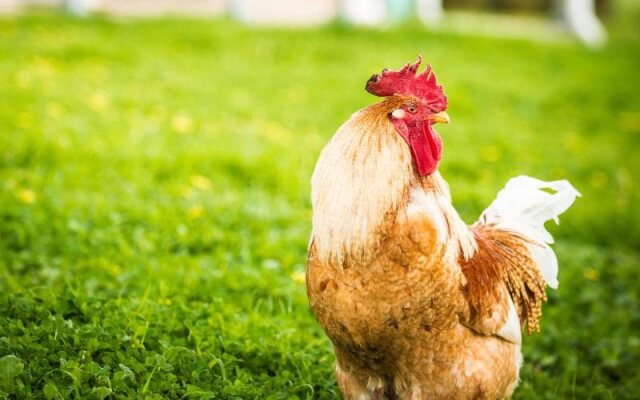 Barossa Vineyard Cottages