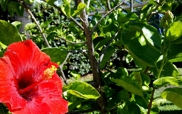 Hibiscus Uno