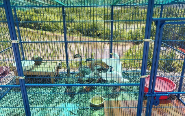 Gyeongju Tiger Pension