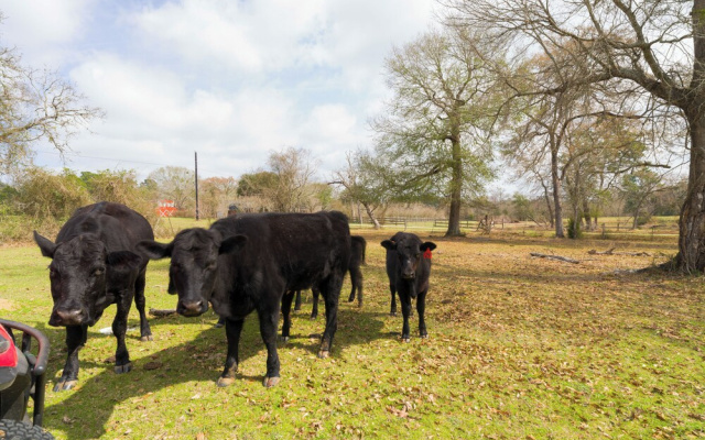 Tranquil Plantersville Cabin: Farm Animals On-site