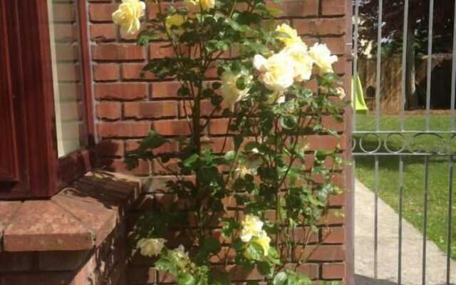 Willows B&B