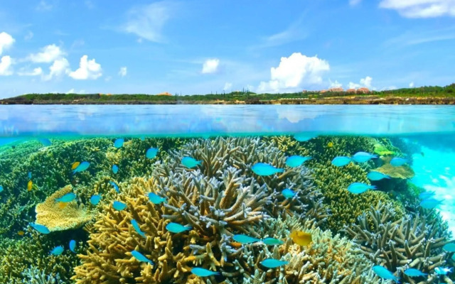Allamanda Imgya Coral Village