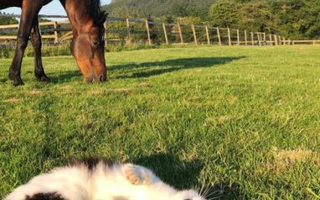 The Saddlery Cheshire