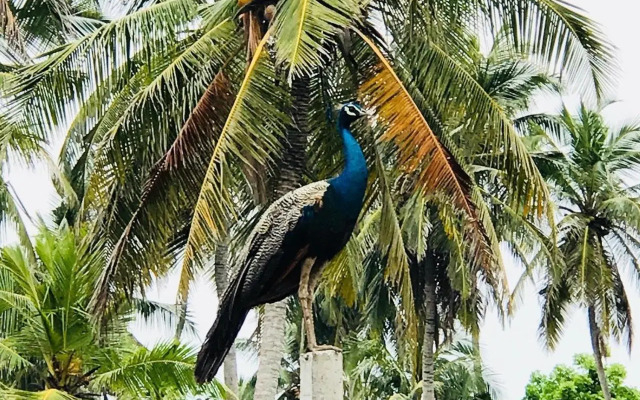 st anns holiday home negombo