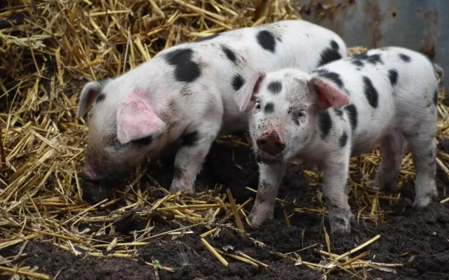 Mongolian Yurts Fordhall Organic Farm