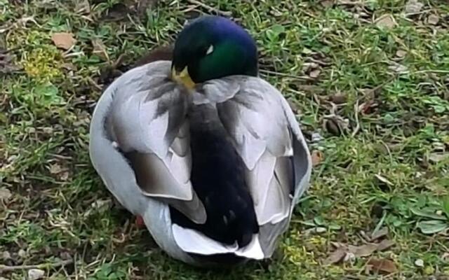 Chalet au Domaine de la Goujonne