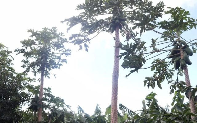 Banana Eco Camp