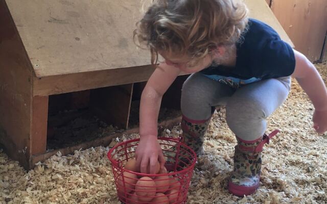 Fat Sheep Farm & Cabins