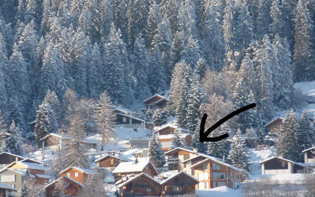 Arnika Montana