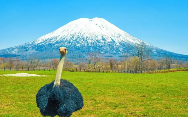 Hills Niseko 105