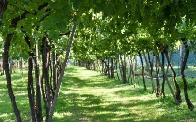 La terrazza sulle vigne B&B