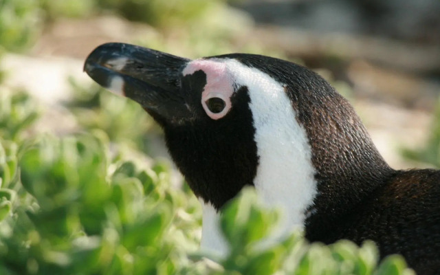 Simon's Town Guest House