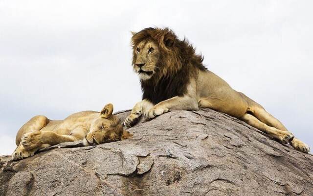 Nyikani Camp- Central Serengeti