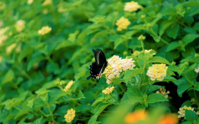 Papillon パピヨン