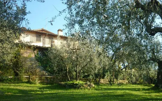il mandorlo