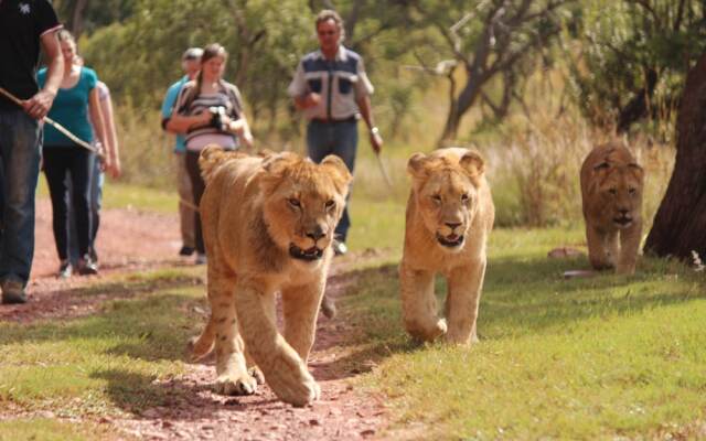 Horseback Africa - Pinto's Lodge