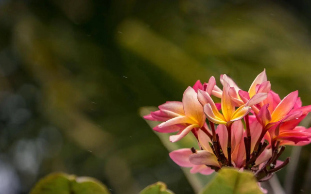 Molokai Vacation Properties – Molokai Shores