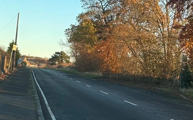 The Little Beech Tree