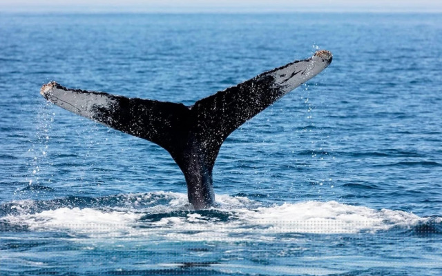 Cozy Studio Sleeps 4 in Marina Bay Cabo