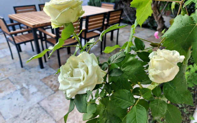 Premium apartment ALBA ROSA