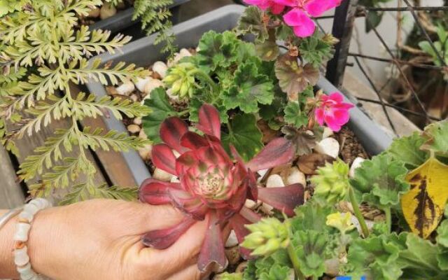 Lijiang Shangqingyuan Inn