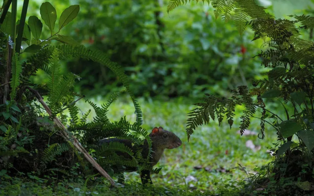 Sacha Urco Lodge Nature Hideaway Cabins