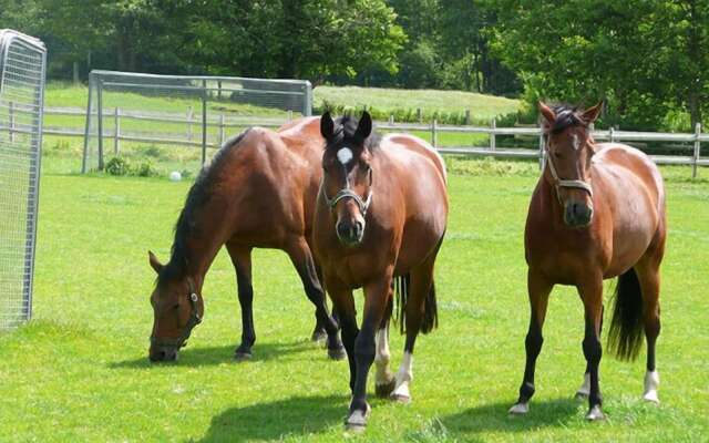 Ponyhof Naeve am Wittensee